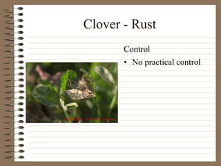 Clover - Rust
• No practical control
Control
 