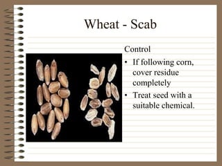 Wheat - Scab
• If following corn,
cover residue
completely
• Treat seed with a
suitable chemical.
Control
 