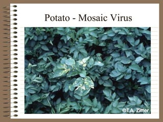 Potato - Mosaic Virus
 