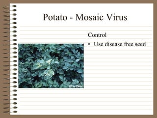 Potato - Mosaic Virus
• Use disease free seed
Control
 