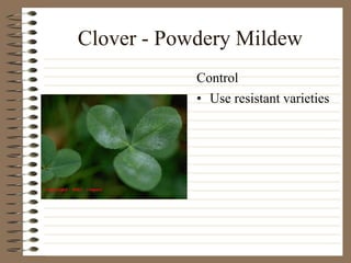 Clover - Powdery Mildew
• Use resistant varieties
Control
 