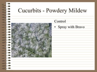 Cucurbits - Powdery Mildew
• Spray with Bravo
Control
 