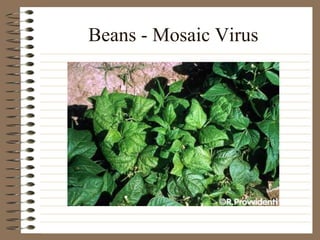 Beans - Mosaic Virus
 