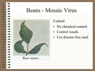 Beans - Mosaic Virus
• No chemical control.
• Control weeds
• Use disease free seed
Control
 