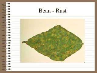 Bean - Rust
 
