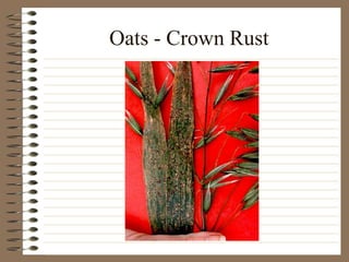 Oats - Crown Rust
 