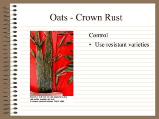 Oats - Crown Rust
• Use resistant varieties
Control
 