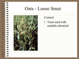 Oats - Loose Smut
• Treat seed with
suitable chemical
Control
 