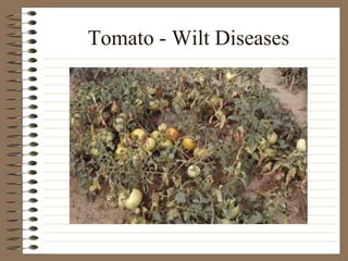 Tomato - Wilt Diseases
 
