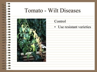 Tomato - Wilt Diseases
• Use resistant varieties
Control
 