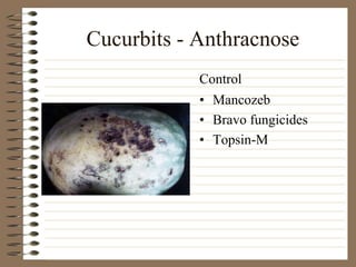 Cucurbits - Anthracnose
• Mancozeb
• Bravo fungicides
• Topsin-M
Control
 