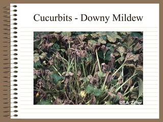 Cucurbits - Downy Mildew
 