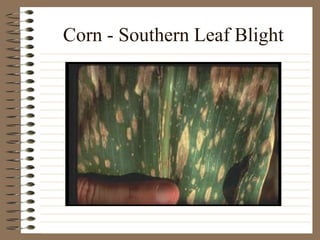 Corn - Southern Leaf Blight
 