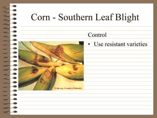 Corn - Southern Leaf Blight
• Use resistant varieties
Control
 