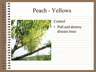 Peach - Yellows
• Pull and destroy
disease trees
Control
 