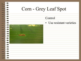 Corn - Grey Leaf Spot
• Use resistant varieties
Control
 