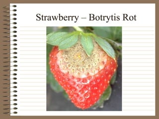 Strawberry – Botrytis Rot
 
