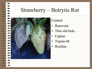 Strawberry – Botrytis Rot
• Renovate
• Thin old beds
• Captan
• Topsin-M
• Ronilan
Control
 