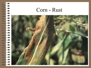 Corn - Rust
 