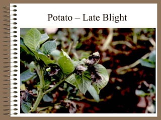 Potato – Late Blight
 