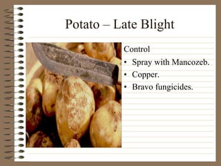 Potato – Late Blight
• Spray with Mancozeb.
• Copper.
• Bravo fungicides.
Control
 
