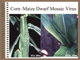 Corn–Maize Dwarf Mosaic Virus
 