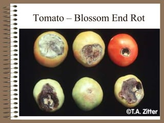 Tomato – Blossom End Rot
 