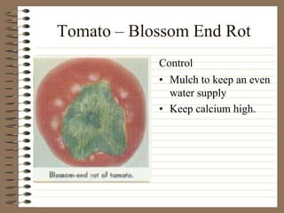 Tomato – Blossom End Rot
• Mulch to keep an even
water supply
• Keep calcium high.
Control
 