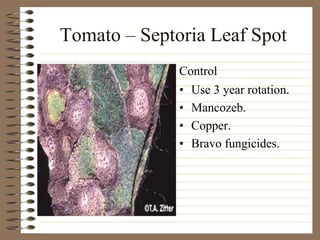 Tomato – Septoria Leaf Spot
• Use 3 year rotation.
• Mancozeb.
• Copper.
• Bravo fungicides.
Control
 