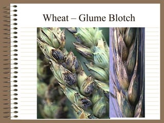 Wheat – Glume Blotch
 