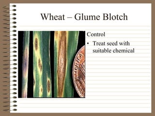 Wheat – Glume Blotch
• Treat seed with
suitable chemical
Control
 