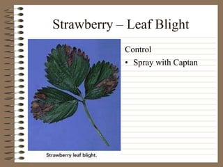 Strawberry – Leaf Blight
• Spray with Captan
Control
 