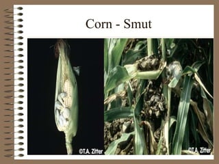 Corn - Smut
 