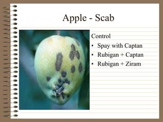 Apple - Scab
• Spay with Captan
• Rubigan + Captan
• Rubigan + Ziram
Control
 