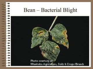 Bean – Bacterial Blight
 