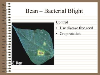 Bean – Bacterial Blight
• Use disease free seed
• Crop rotation
Control
 