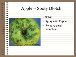 Apple – Sooty Blotch
• Spray with Captan
• Remove dead
branches
Control
 
