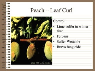 Peach – Leaf Curl
• Lime-sulfer in winter
time
• Ferbam
• Sulfer Wettable
• Bravo fungicide
Control
 