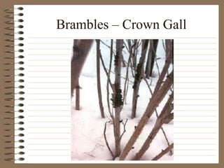 Brambles – Crown Gall
 