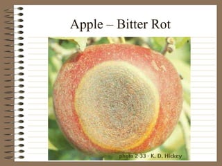 Apple – Bitter Rot
 