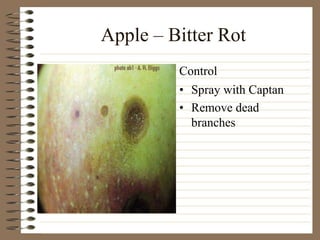 Apple – Bitter Rot
• Spray with Captan
• Remove dead
branches
Control
 