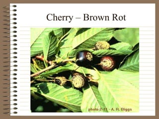 Cherry – Brown Rot
 