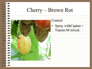 Cherry – Brown Rot
• Spray withCaptan +
Topsin-M mixed.
Control
 