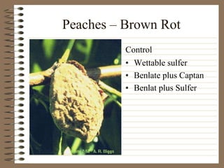 Peaches – Brown Rot
• Wettable sulfer
• Benlate plus Captan
• Benlat plus Sulfer
Control
 