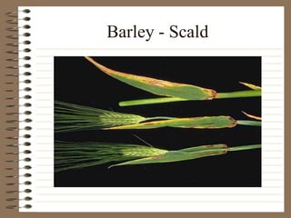 Barley - Scald
 