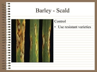 Barley - Scald
• Use resistant varieties
Control
 