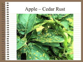 Apple – Cedar Rust
 