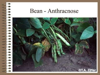 Bean - Anthracnose
 