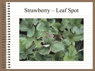 Strawberry – Leaf Spot
 