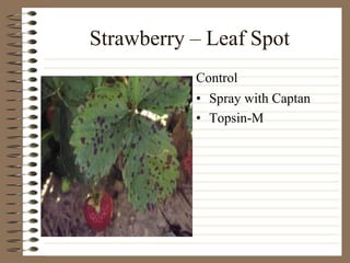 Strawberry – Leaf Spot
• Spray with Captan
• Topsin-M
Control
 